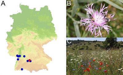 Bee-diverse habitats positively affect seed set in wild plant species